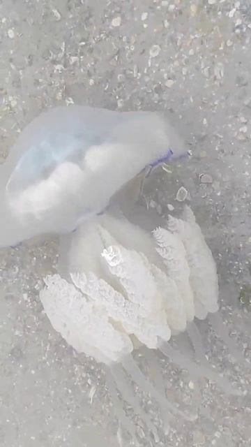 ️ Видели такое? Азовское море/ Должанская