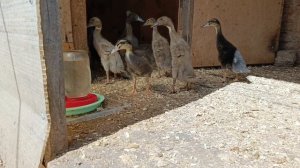 Видеоболталка при обходе хозяйства и сада🏡🪿🐔🦆. Приключение со скворцом 🐦.