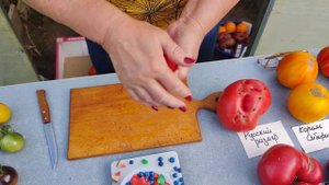 Томат Русский размер