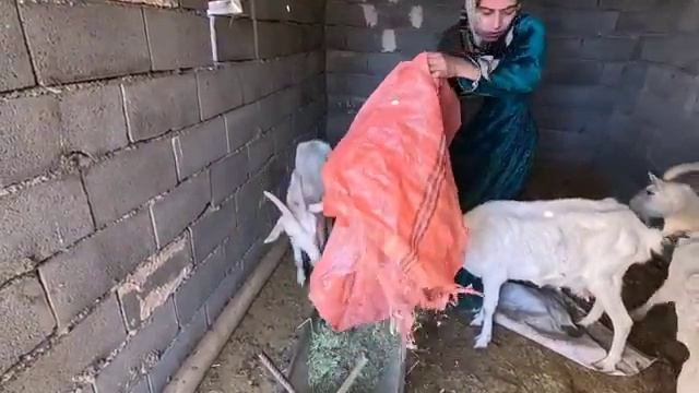 31.03.2025 🚔👮🏻♂️Полиция сопровождает Тайбе, чтобы разобраться с Кадиром и встретиться с Азаде смотреть онлайн