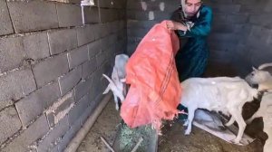 31.03.2025 🚔👮🏻♂️Полиция сопровождает Тайбе, чтобы разобраться с Кадиром и встретиться с Азаде