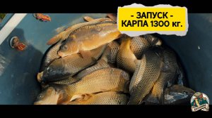 Зарыбление 1300 кг карпа 14.05.2025