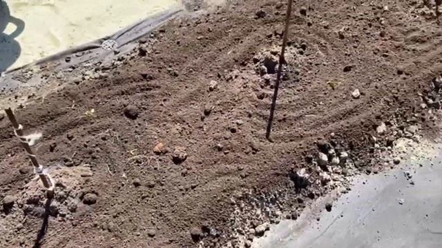 Высаживаю свои черенки гортензий. Как размножать горт смотреть онлайн