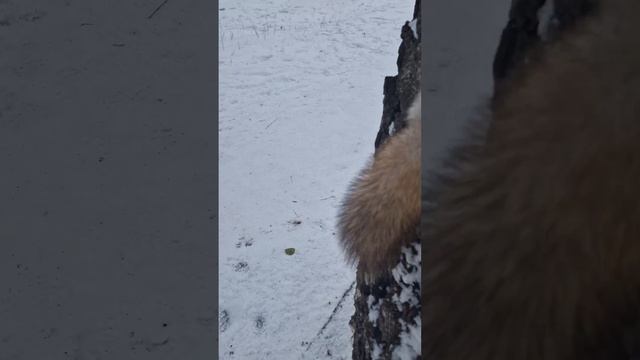 Хоть и снег, но осенние хлопоты у белок не закончились.