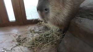 Домашний попкорн на обед капибарам! Homemade popcorn for lunch to capybaras!