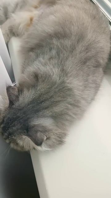 Котики на подоконнике, на диване, на полу смотреть онлайн