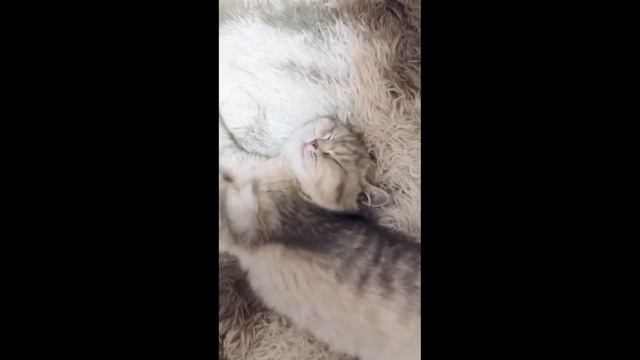ВИДЕО С КОТАМИ: СМЕШНЫЕ, НЯШНЫЕ, РЖАЧНЫЕ И ПРИКОЛЬНЫЕ