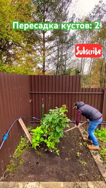 Пересадка кустов и подготовка земли! #дача #сад #переса смотреть онлайн