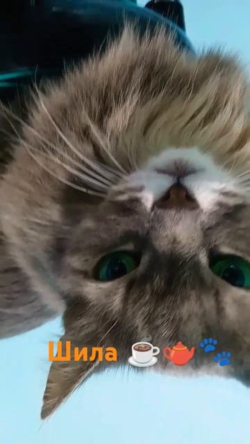 Шилочка и чайник #cat смотреть онлайн