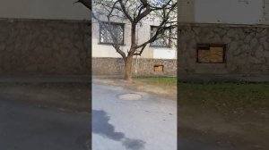 Прогулка в Невском районе в день подписания об окончании войны
дворы у метро пр. Большевиков