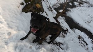 Морозная прогулка