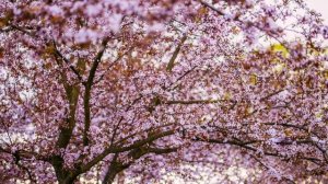 Настоящий ХИТ получился из стихотворения Фета "Я приш?