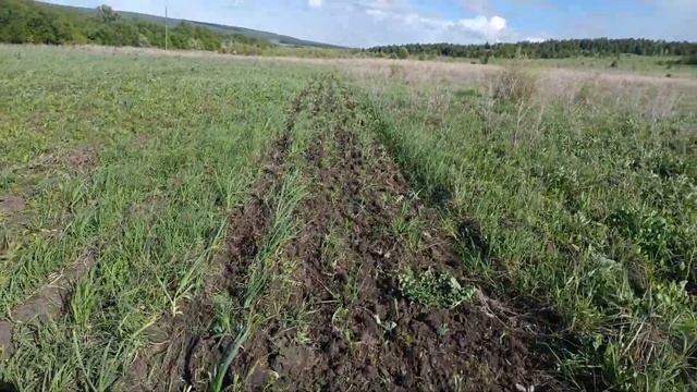 Первая весенняя культивация чеснока смотреть онлайн