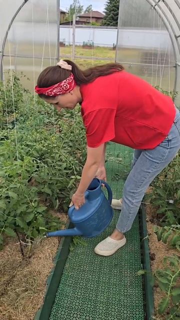 Фитофтора и кладоспориоз не пройдут #огород #дача #фит? смотреть онлайн