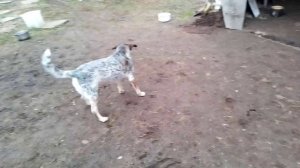 Голливуд (встреча)