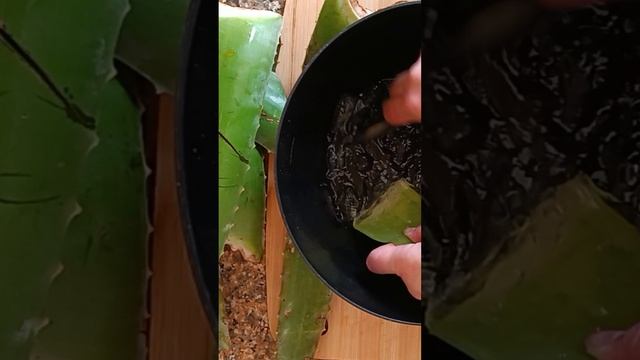 АЛОЭ МАГИЧЕСКИЕ И ЛЕКАРСТВЕННЫЕ СВОЙСТВА смотреть онлайн