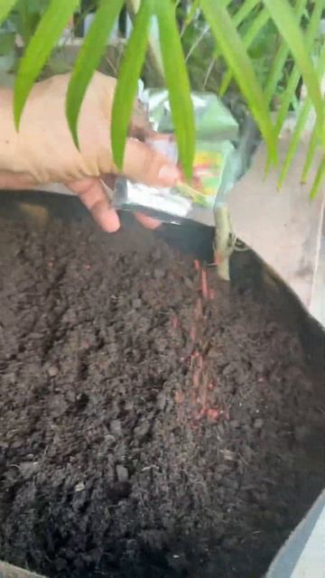 Тканевая Грядка земля и семена смотреть онлайн