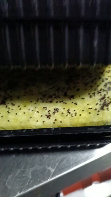 Очень важно тестировать семена. Новый поставщик не пр? смотреть онлайн