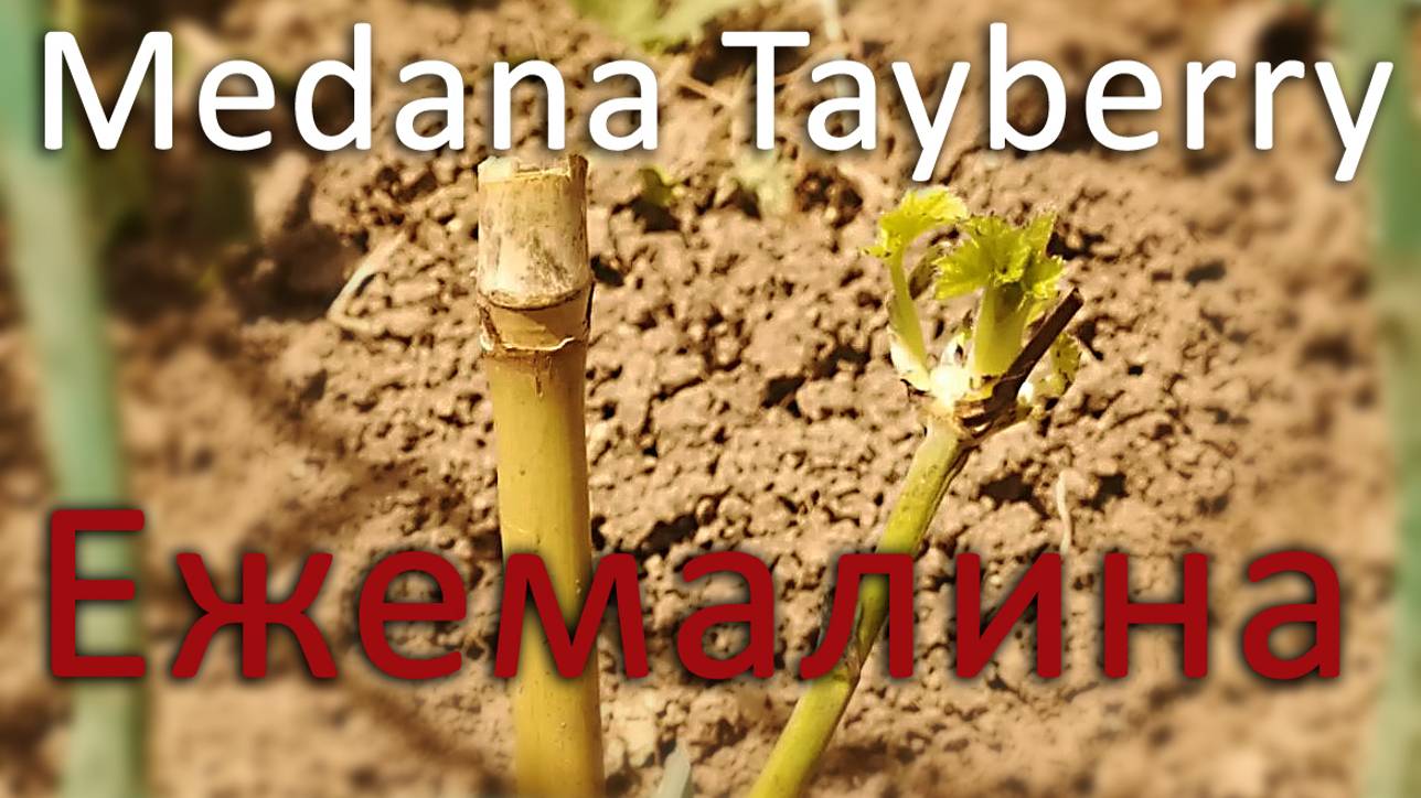 Ежемалина Медана Тайберри (Medana Tayberry) сажаю