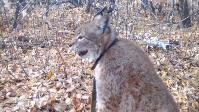 РЕЛАКС С РЫСЬЮ НАСЛАЖДАЕМСЯ ПРОГУЛКОЙ смотреть онлайн