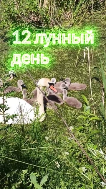 12 лунные сутки🌛Привлекаем деньги с луной || Рекоменд? смотреть онлайн