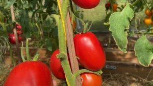 ПОДСИНСКАЯ ЛИАНА (МИНУСИНЕЦ) // обзор томата // высылаю ?