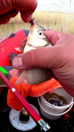 КАРАСЬ, КРЮЧОК и ЧЕРВЯЧОК! #shorts #рыбалка #fishing #рыба #fish #эдвардкосичка  #природа #nature