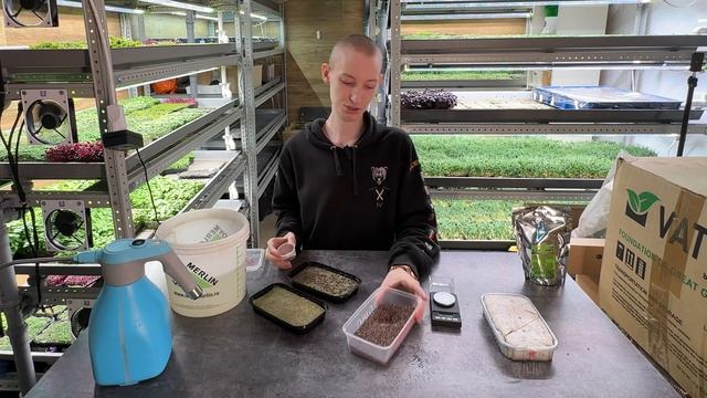 Как вырастить микрозелень? Редис Санго - Идеально для ? смотреть онлайн