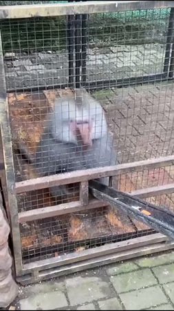 Обезьяны бывают разные.По количеству грима эти звери вроде нас