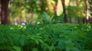 4K I Relaxation Film I Peaceful Relaxing I Nature 4K Video UltraHD - Wyinne