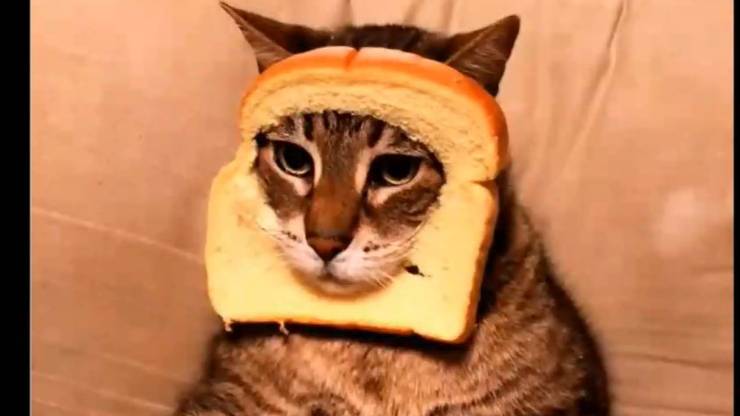 Приколы с котами с озвучкой! Смешные коты! Смешные животные