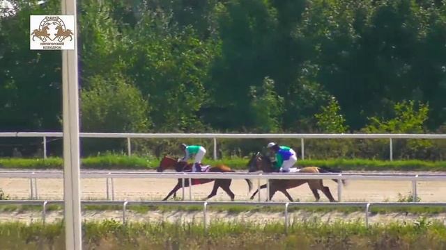 28.08.2022 - Приз им. С.М. Буденного на лошадях 3-х лет ахалтекинской породы - Таймаз-Губден смотреть онлайн