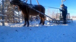 один день коневода табунщика Якутии