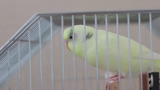 Весёлое пение для попугайчиков. Тоша и Ксюша.