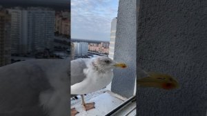 Screaming Seagull чайка орет