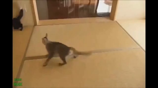 Самые смешные кошки 2015 - Самое новое! Забавные кошки. Смотреть всем! смотреть онлайн