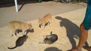 Пение египетских котов