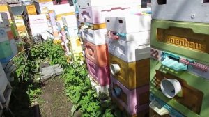 ответы на вопросы - какие семьи осматривать в первую очередь, после майского похолодания, 15.05.2025