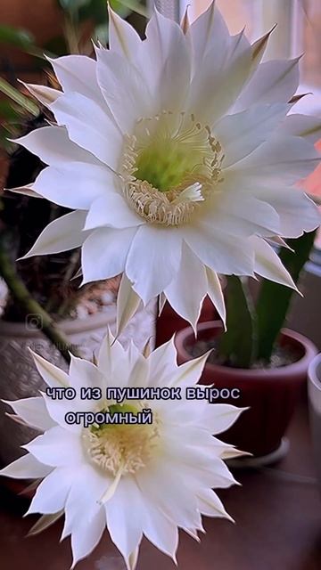 Зацвел кактус #эхинопсис 🥹#процесс #цветениекактуса #
