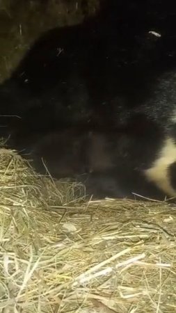 НОВОРОЖДЕННЫЙ МЕДВЕЖОНОК КУШАЕТ И УРЧИТ