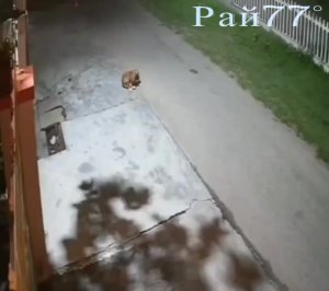 Хищная кошка потерпела поражение от собачьей стаи