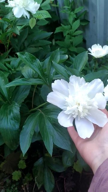 пион белый смотреть онлайн