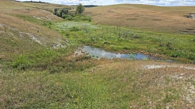 Родник Гремячий у села Сосновая Маза Хвалынского района Саратовской области. 27 июля 2024 г. смотреть онлайн