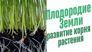 Развитие корня растения.