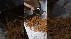 Нарезка табака лапшерезкой день#2