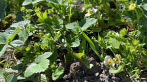 ПРИРОДА ШАМАН