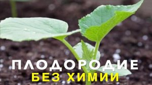 ОЗДОРОВЛЕНИЕ ПОЧВЫ БЕЗ ХИМИИ