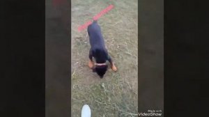 Шок! Ротвейлер собака убийца😁🐾