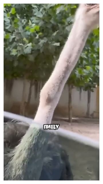 Зачем страусы едят щебёнку!? смотреть онлайн