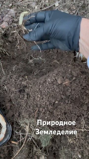 Природное земледелие . Необычные советы. Посадка карт?